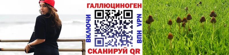 Купить закладки  Черемхово  Псилоцибиновые грибы мицелий